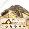 wildlife & Tattoo 004